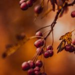 close-up photography of red cherries