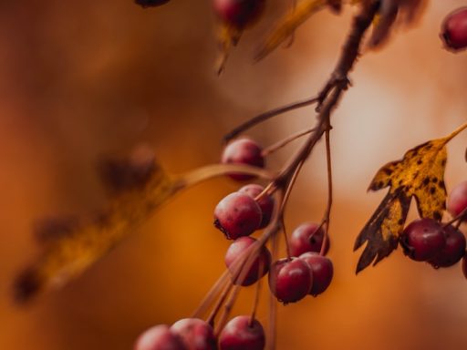 close-up photography of red cherries