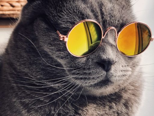 Russian blue cat wearing yellow sunglasses