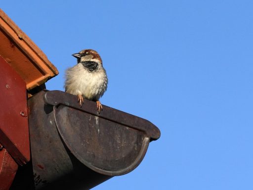 Persoon op een ladder die een dakgoot reinigt van bladeren en vuil