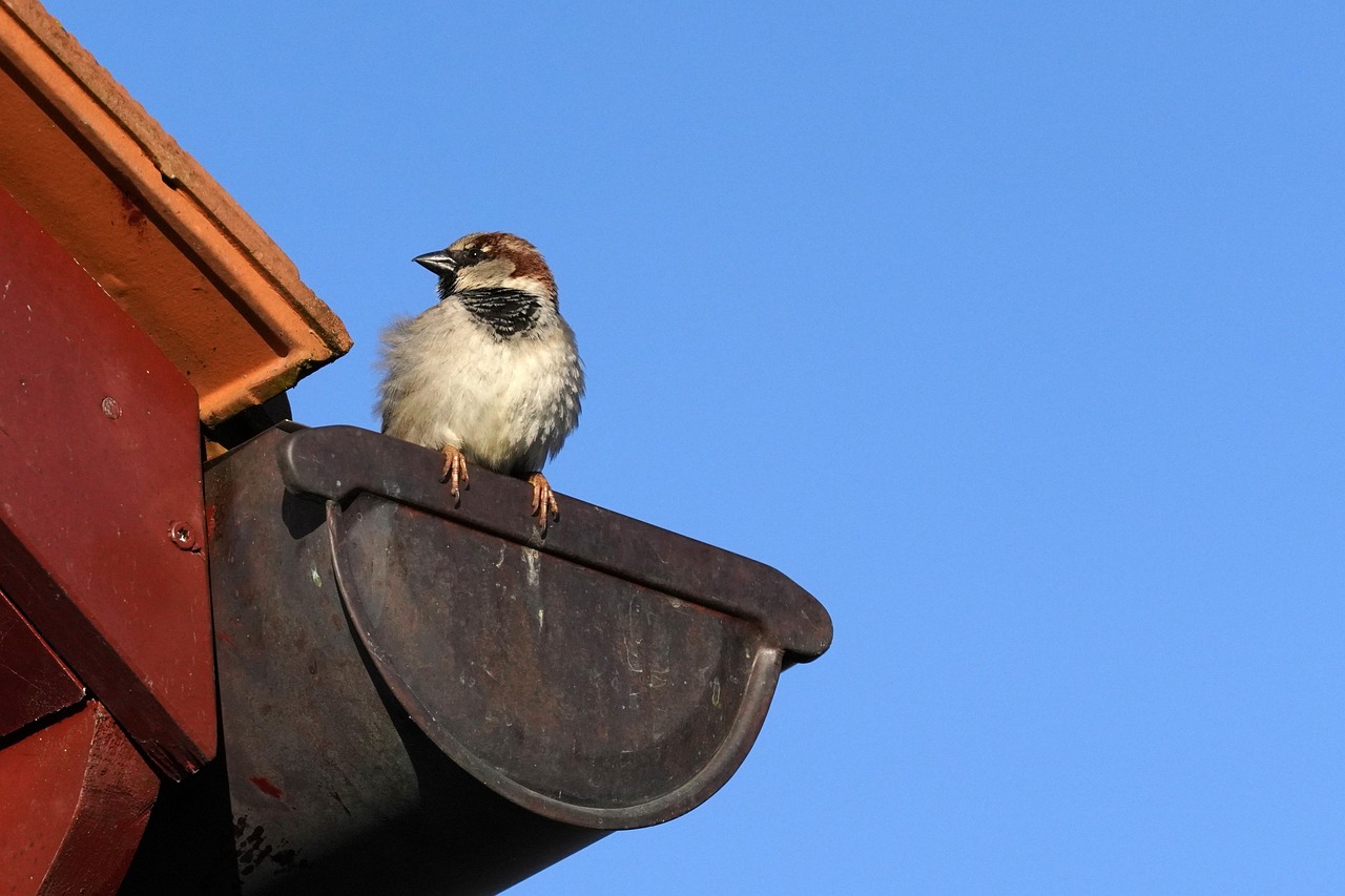 Persoon op een ladder die een dakgoot reinigt van bladeren en vuil