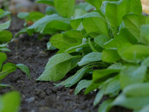 Tuinier werkt compost in de bodem in tijdens de herfst