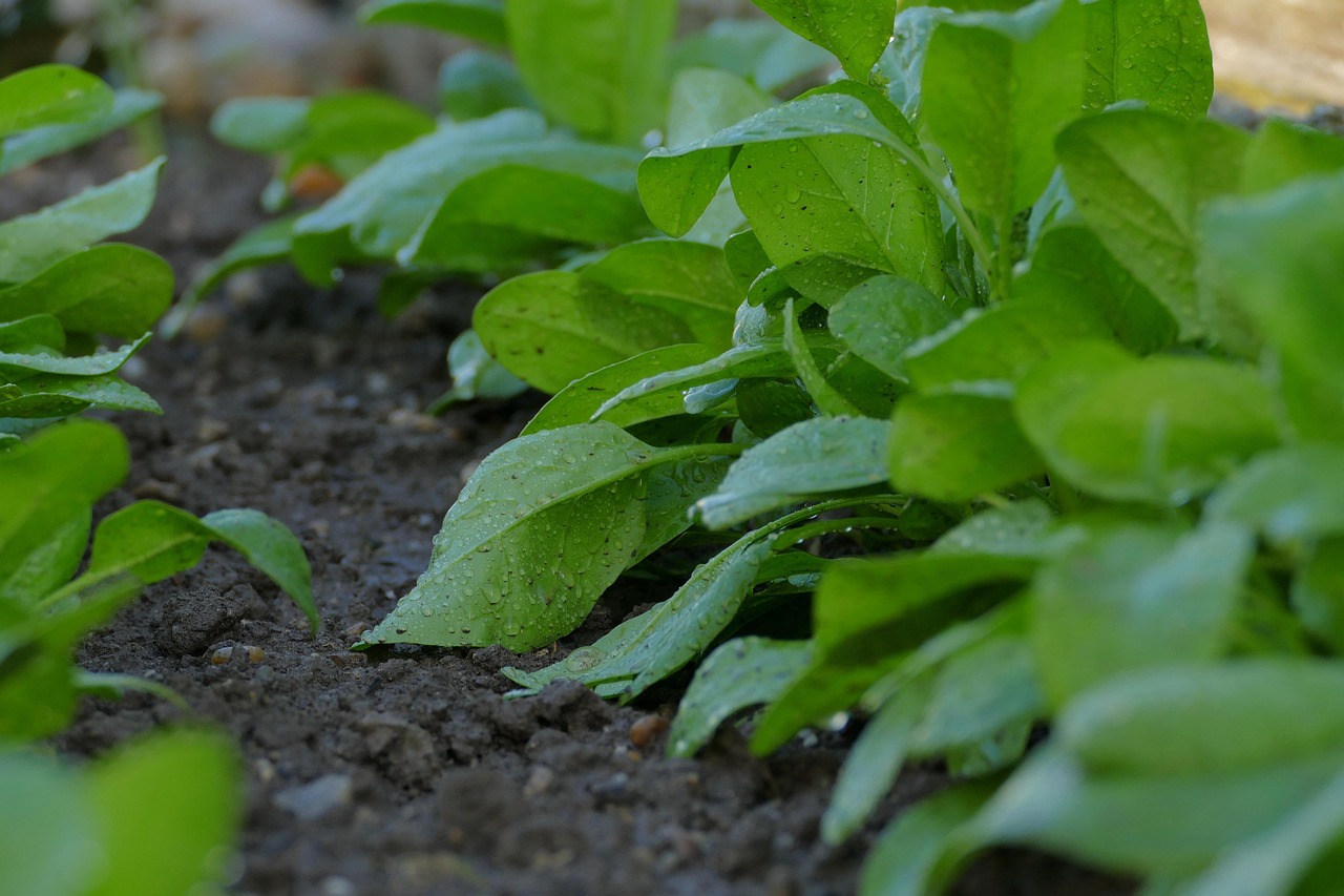 Tuinier werkt compost in de bodem in tijdens de herfst